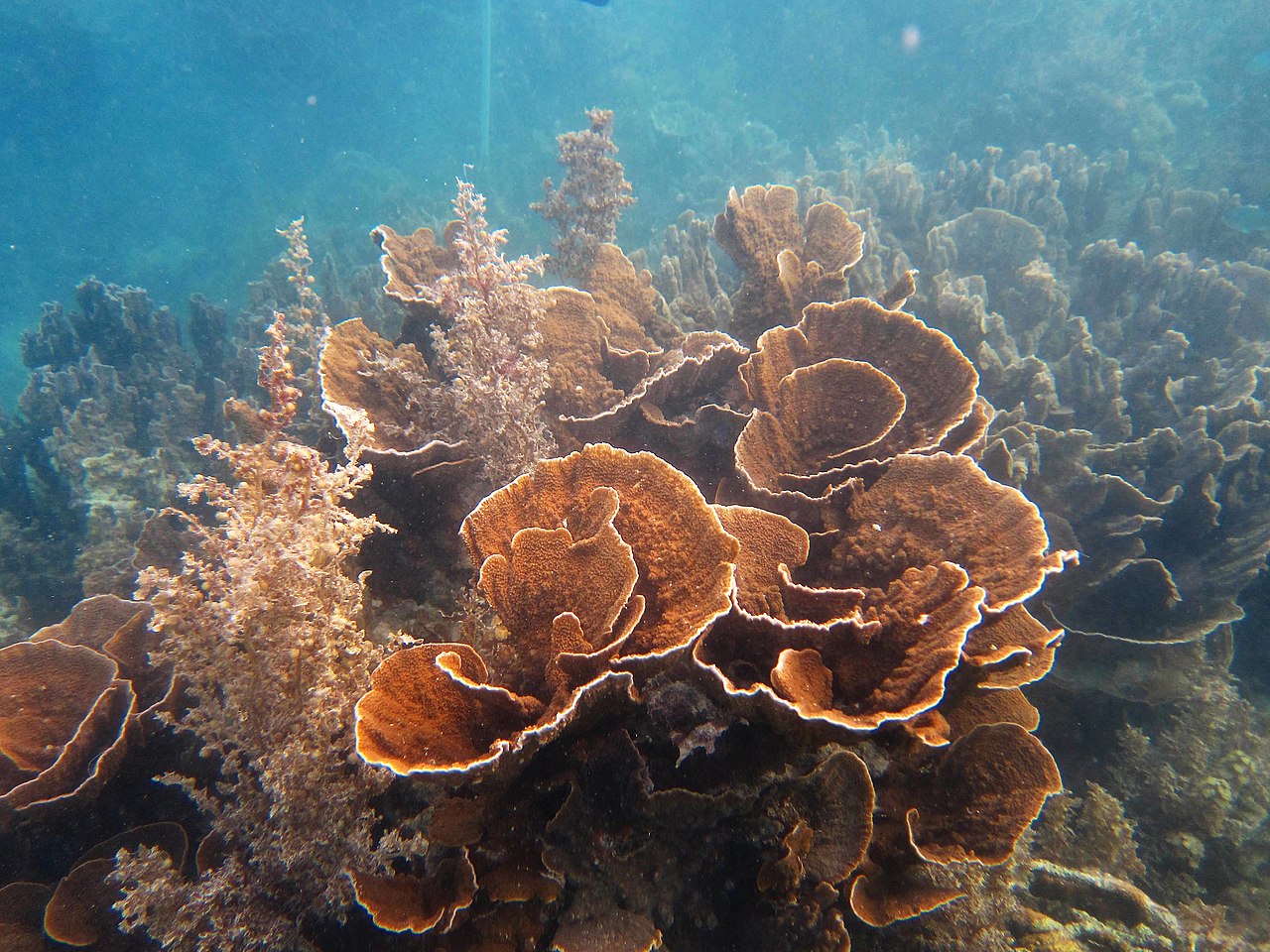 Montipora aquituberculata, 10 Jenis Terumbu Karang Yang Berhabitat Di Perairan Indonesia