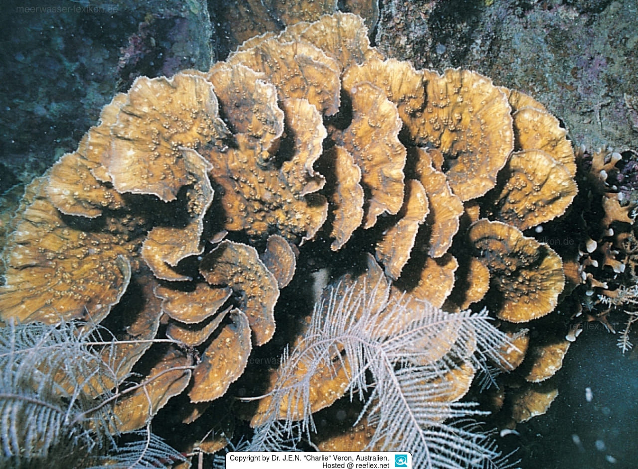 Oxypora lacera, 10 Jenis Terumbu Karang Yang Berhabitat Di Perairan Indonesia