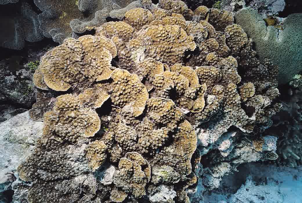 Mycedium elephantotus, 10 Jenis Terumbu Karang Yang Berhabitat Di Perairan Indonesia
