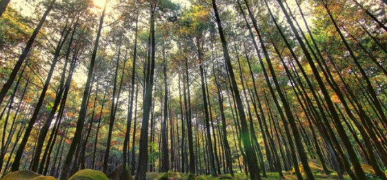 Hutan Pinus Penanggal