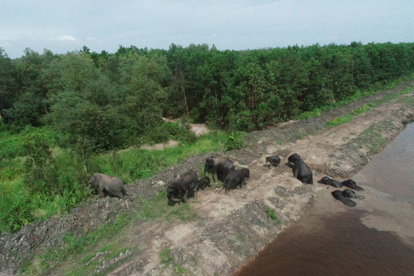 Kondisi Gajah Sumatra