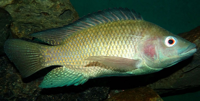 Ikan Nila Anjani