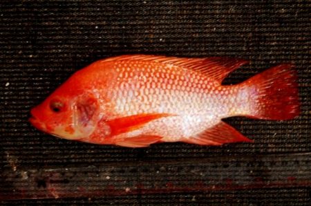 Ikan Nila Larasati