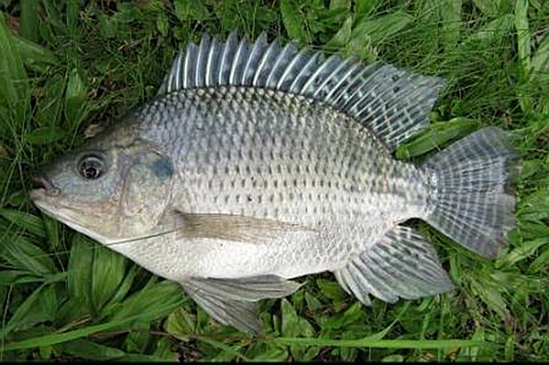 Ikan Nila Nirwana