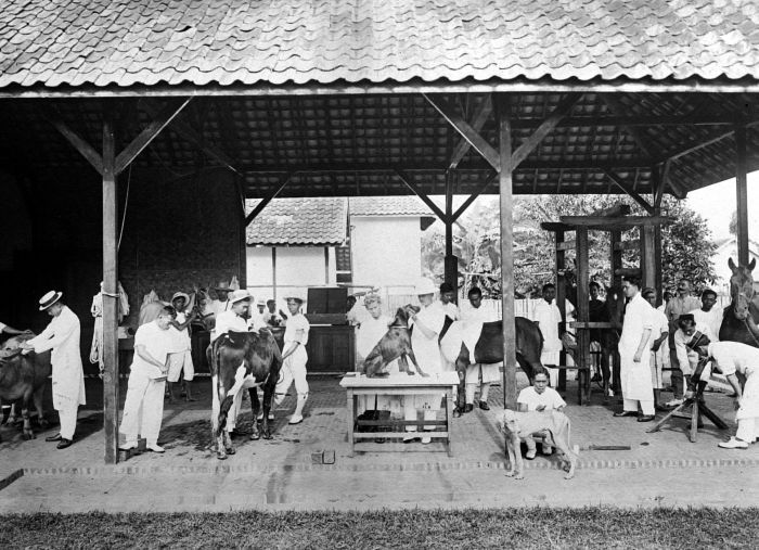 Praktikum di sekolah kedokteran hewan Bogor | via Tropenmuseum, part of the National Museum of World Cultures/Wikimedia Commons