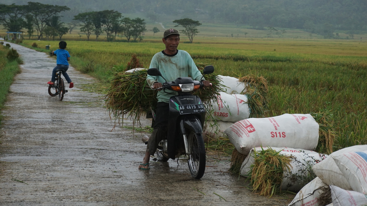 Para petani memanen padi di sawah Geblek Menoreh View