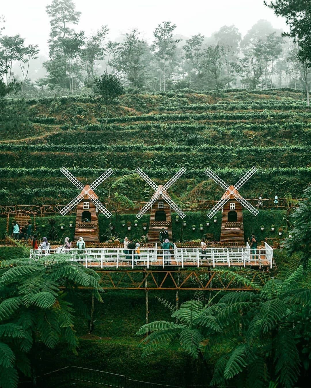 Kebun Teh Pagilaran | Foto: instagram.com/koerniandy