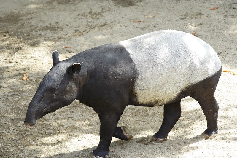 ciri-ciri tapir