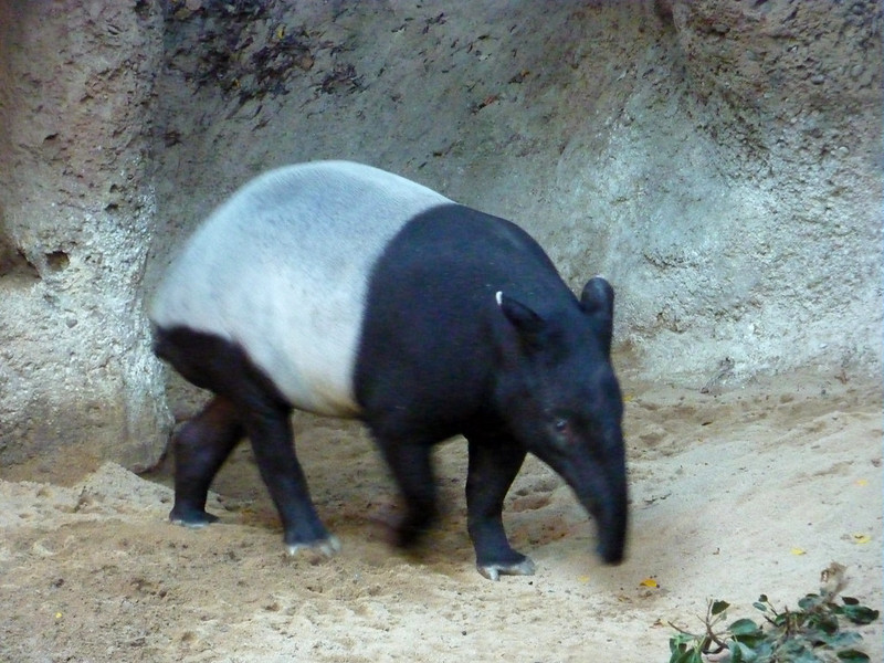 fakta unik tapir