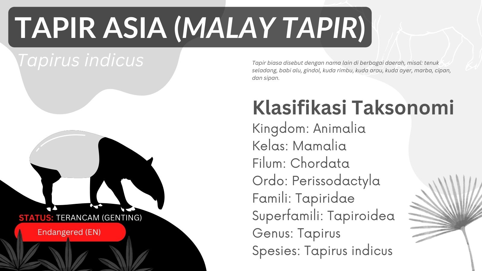 klasifikasi taksonomi tapir asia tapir malay