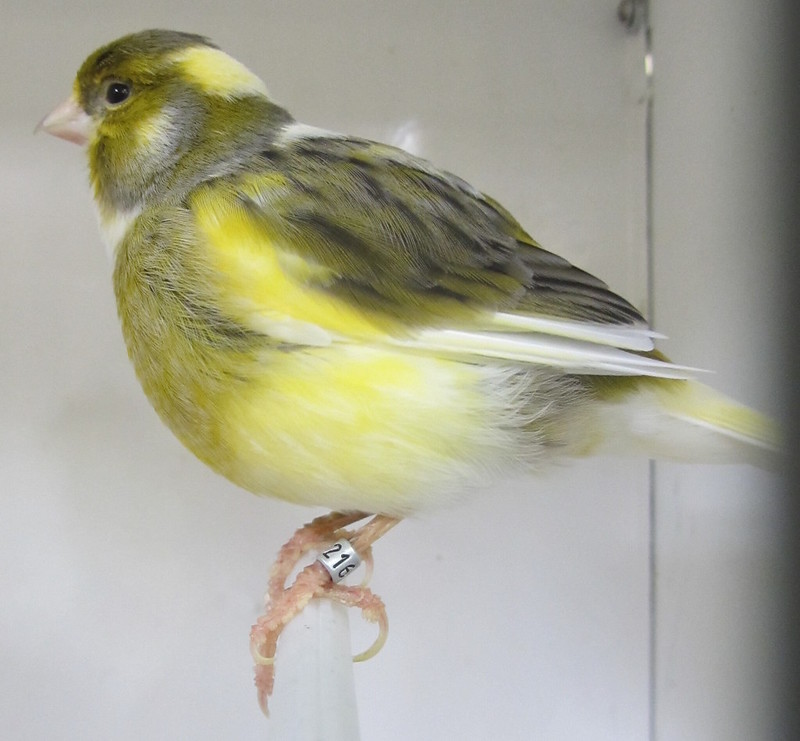 burung kenari amerika american canary