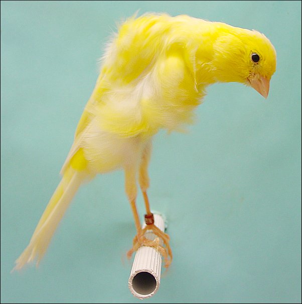 burung kenari belgian canary