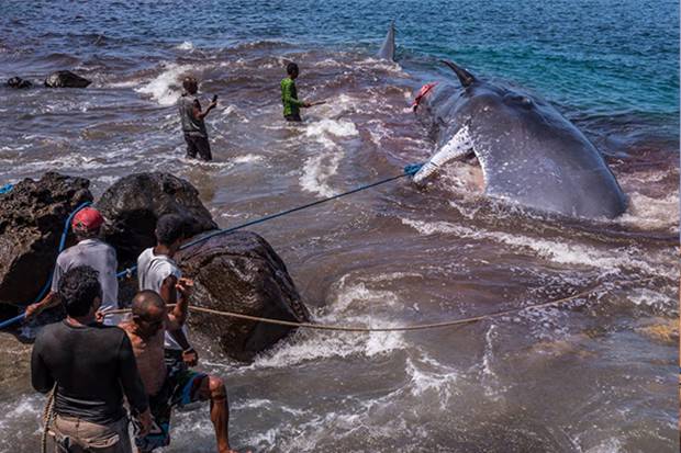 Masyarakat Lamalera memburu paus | Foto: sindonews