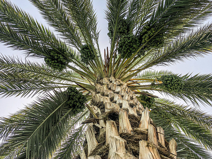 Pohon kurma di Maroko | Photo by Sami Lamqaddam on Unsplash