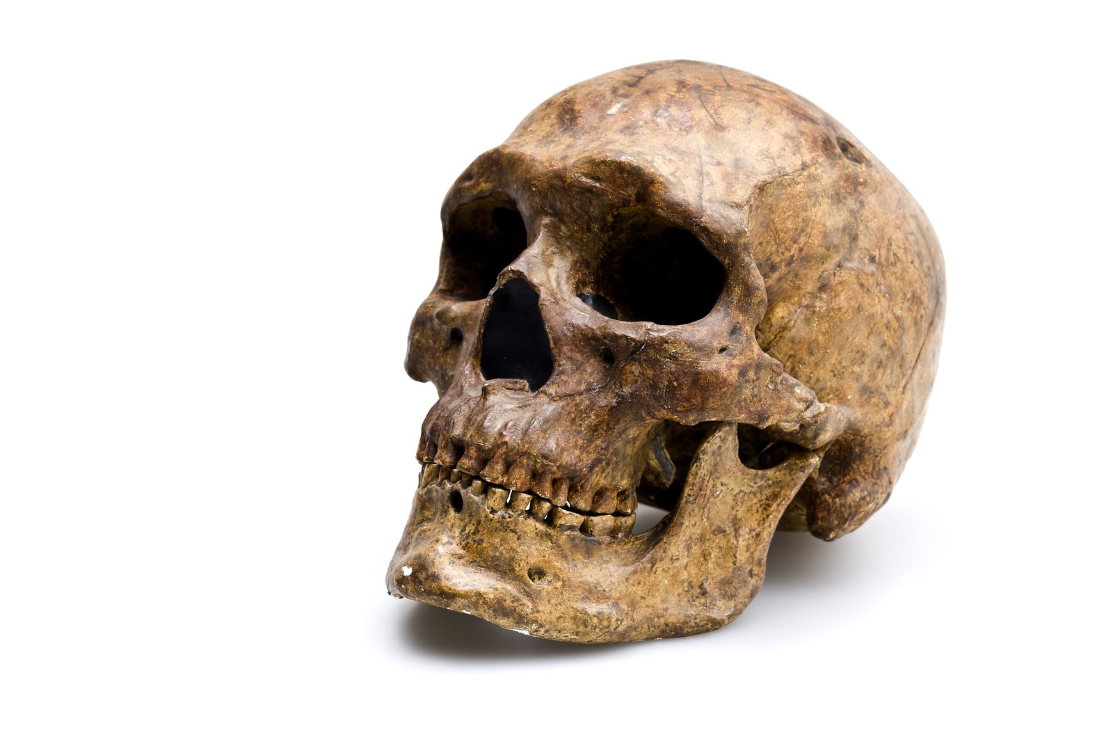 Salinan tengkorak Zhoukoudian Upper Cave 101. Tengkorak ini diklasifikasikan sebagai Homo sapiens dan ditemukan pada tahun 1933 di Zhoukoudian, Cina. Usianya sekitar 10.000 - 25.000 tahun. Gambar: Carl Bento © Australian Museum.