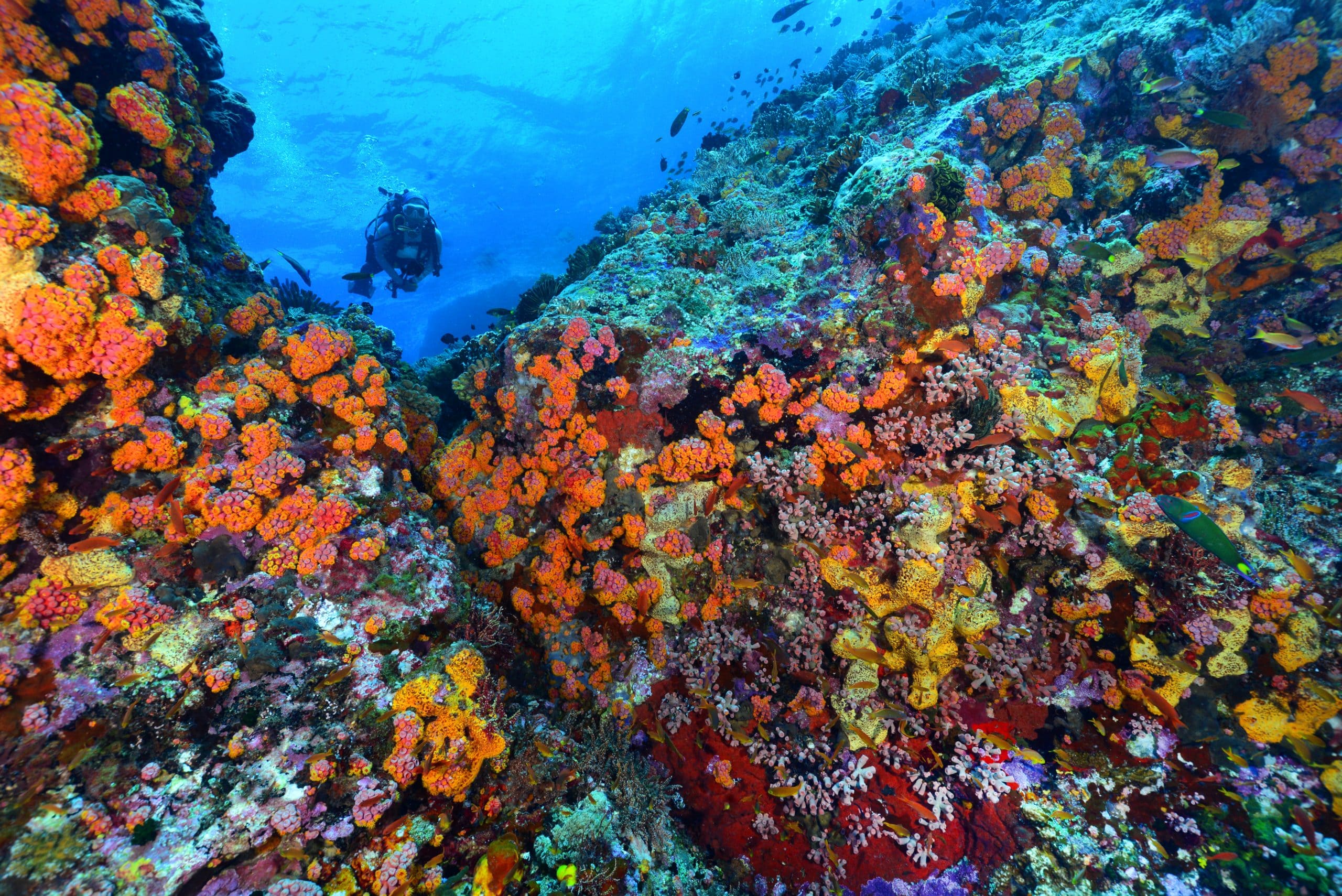 Tubbataha Reefs Natural Park, Filipina (© Marine Conservation Institute)