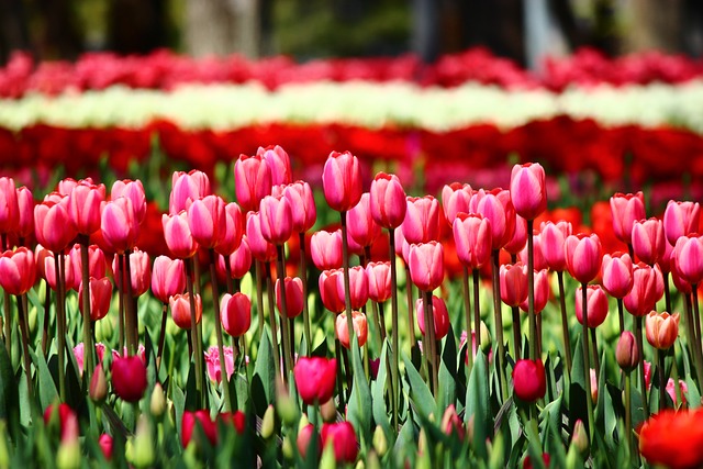 Tulip Foto: Pixabay/Yesilelma