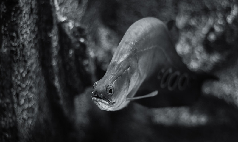 Ikan belida lopis/Flickr/Gal Butenko