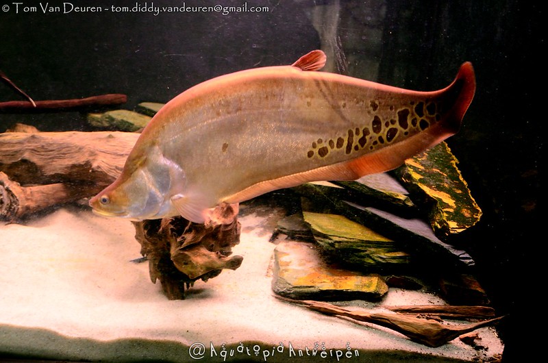 Ikan belida lopis/Flickr/Tom Van Deuren