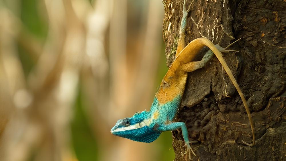 Cambodian Blue-Crested Agama Ditemukan di Wilayah Mekong(© Henrik Bringsoe / WWF UK)