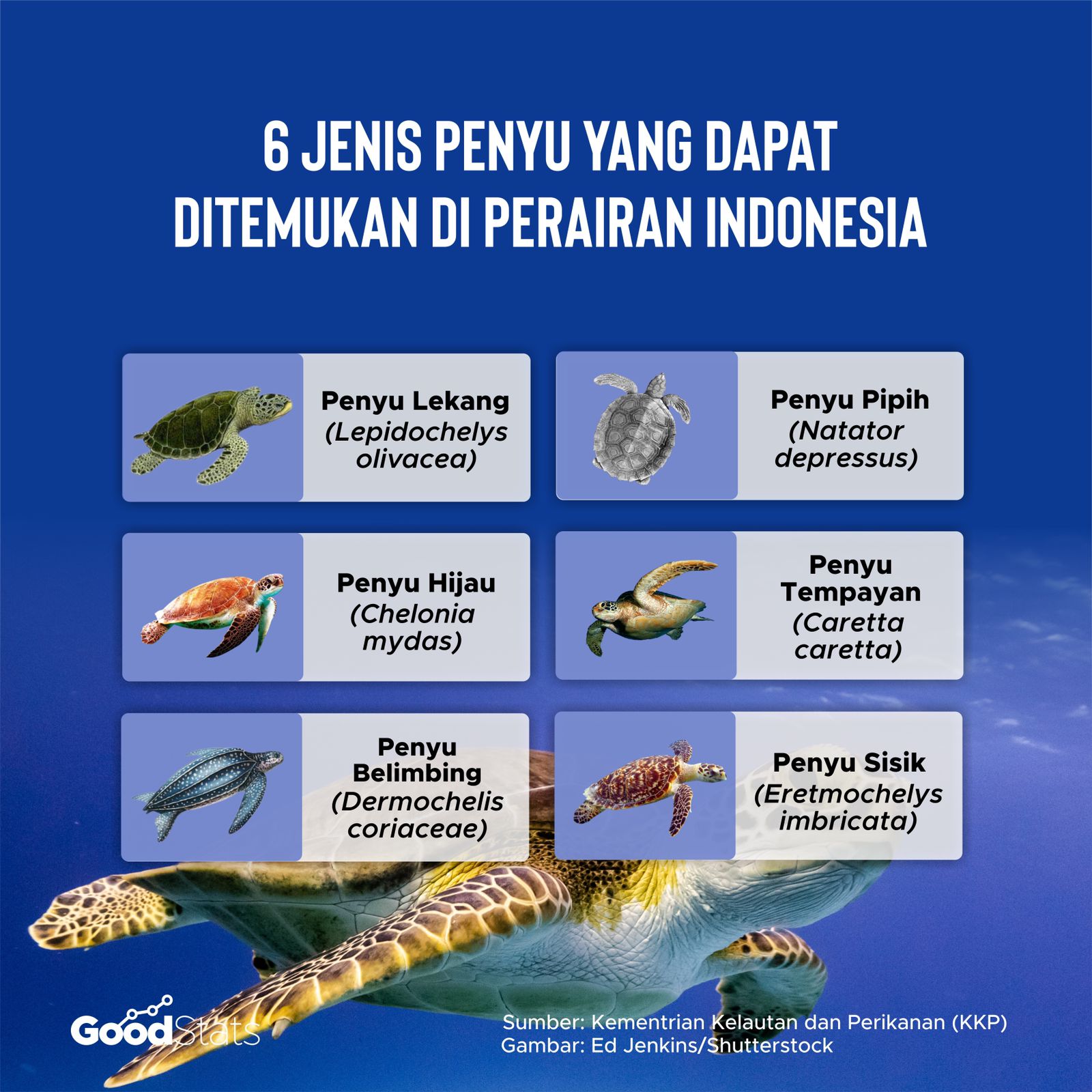 6 jenis penyu dunia yang ada dan bisa ditemukan di wilayah perairan Indonesia.