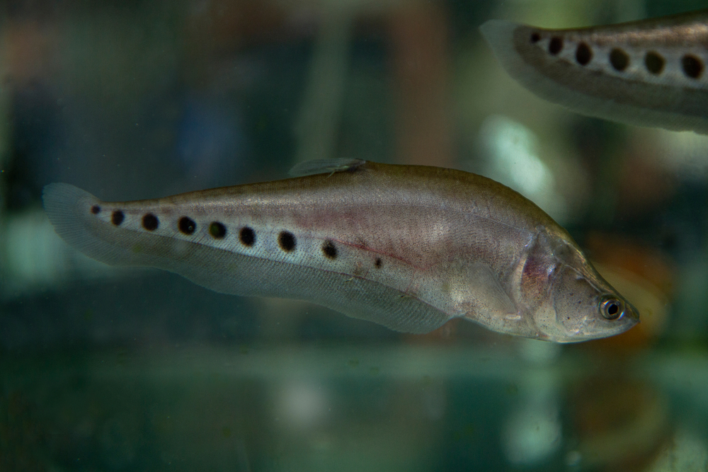 Ikan belida lopis/Shutterstock
