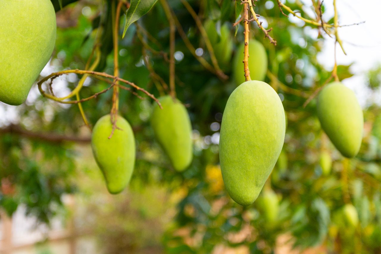 Ilustrasi buah mangga. | Foto: Freepik/jcomp