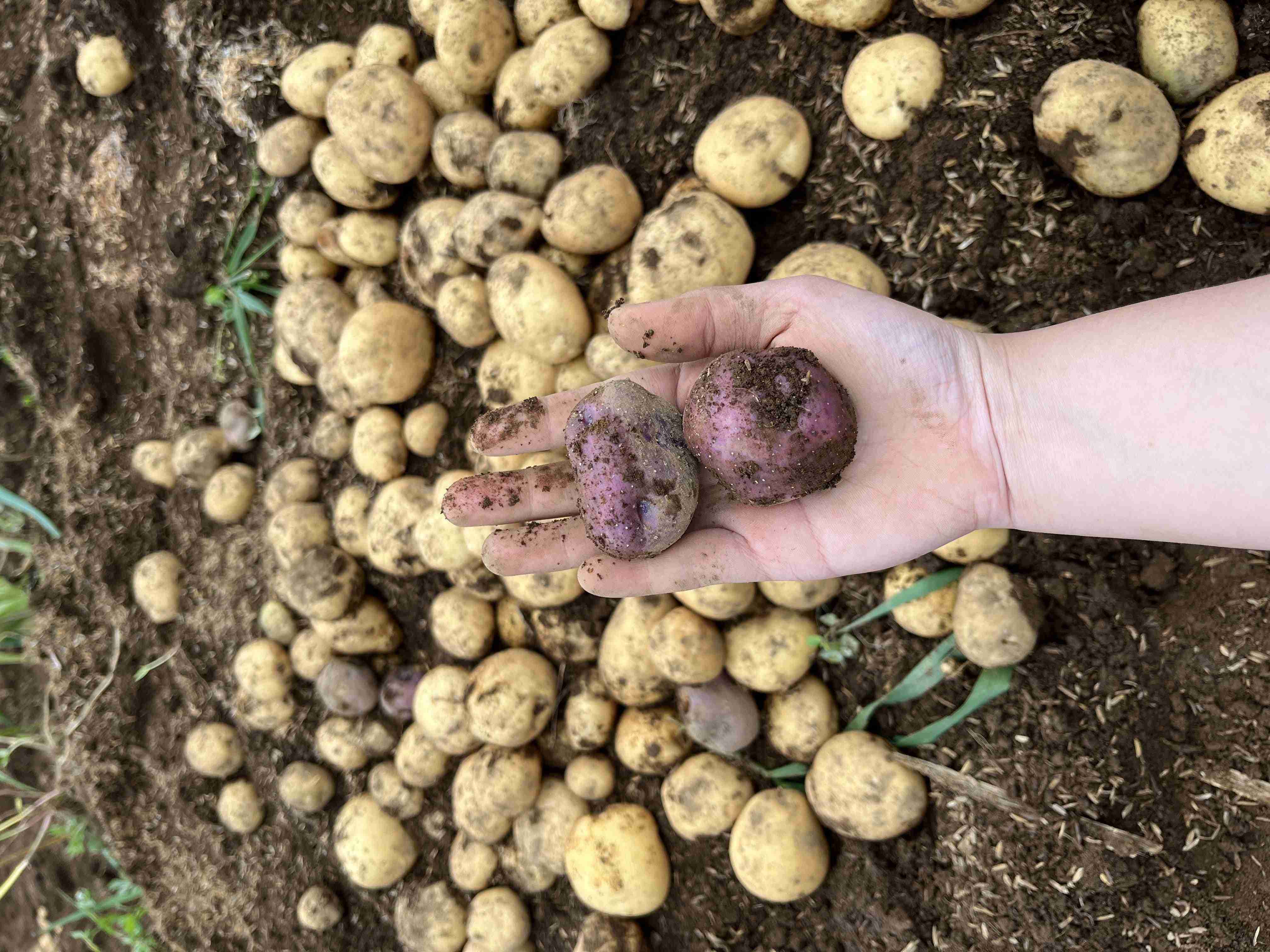 Salah seorang mahasiswa KKN UGM memperlihatkan kentang panenannya | Dokumentasi pribadi