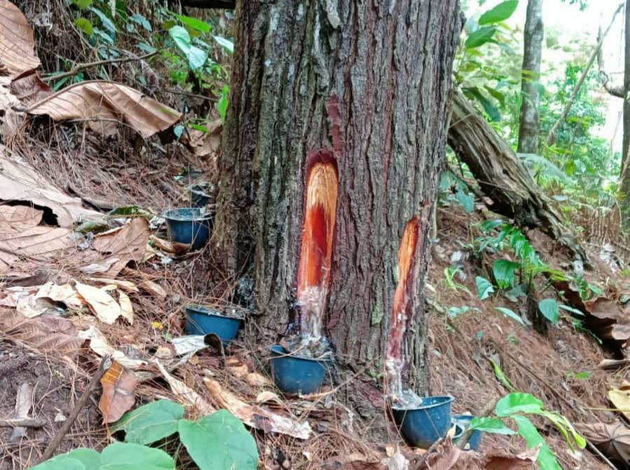 Lahan pinus di Desa Tontayuo mencapai 10 hektar, tetapi persebaran tanamannya tidak merata dan sudah menyatu dengan hutan alam | Sumber: Ufaira Rafifa Huda