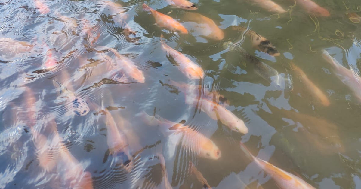 Ikan-ikan yang hidup subur populasinya di Kali Gajah Wong | Dokumentasi pribadi