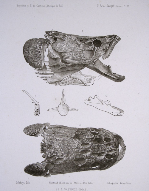 Gambar Fosil Ikan Arapaima | Wikipedia, the free encyclopedia