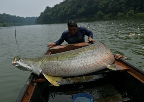 Nelayan lokal Brazil menangkap Ikan Arapaima | CNN / edition.cnn.com
