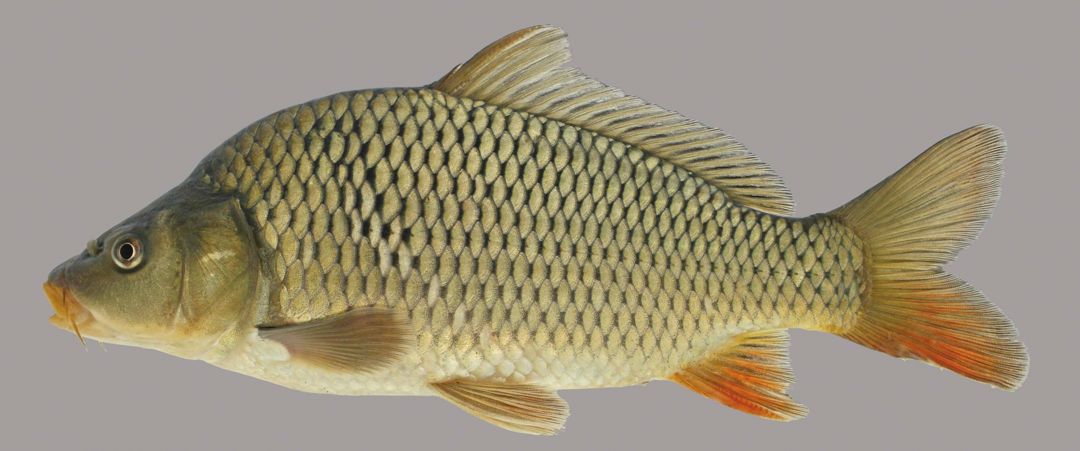 Morfologi Ikan Karper