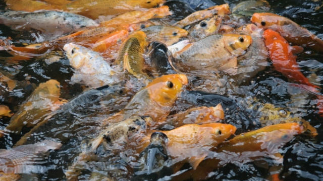 Budidaya Ikan Karper alias Ikan Mas