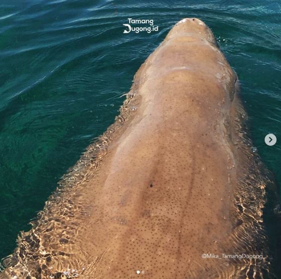 Ancaman dan konservasi dugong | instagram/tamangdugong.id