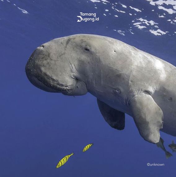 Penyebaran dugong di dunia | instagram/tamangdugong.id