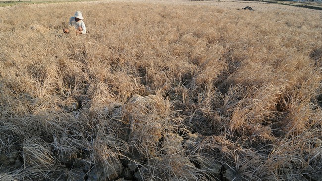 Ilustrasi gagal panen padi | Saiful Bahri/Antara Foto