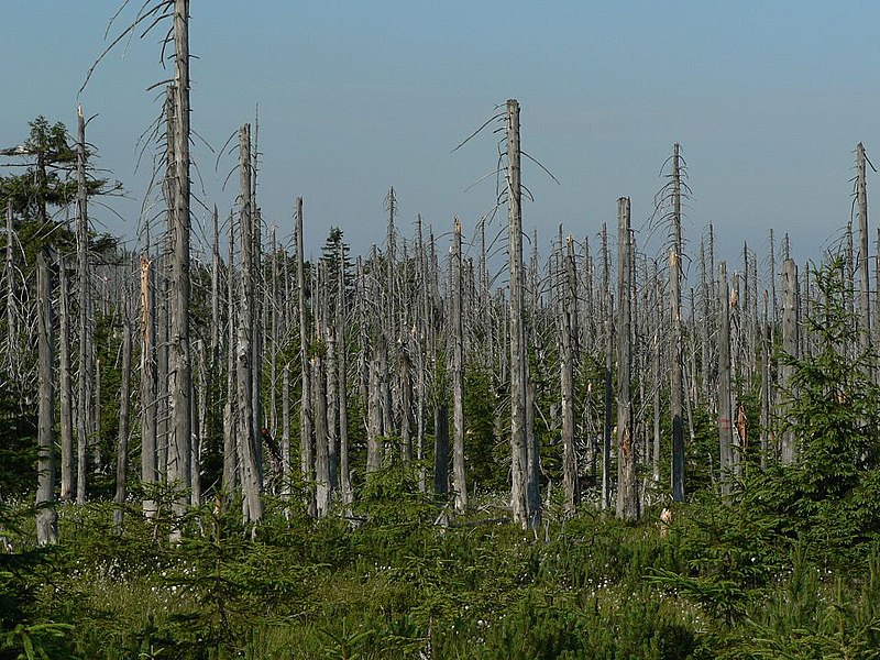 Forest dieback yang terjadi di Jizera mountains | Lovecz/ Wikimedia Commons