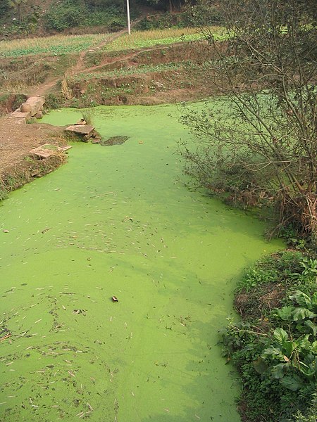  Eutrofikasi di sungai Algae Sichuan | Felix Andrews/ Wikimedia Commons 