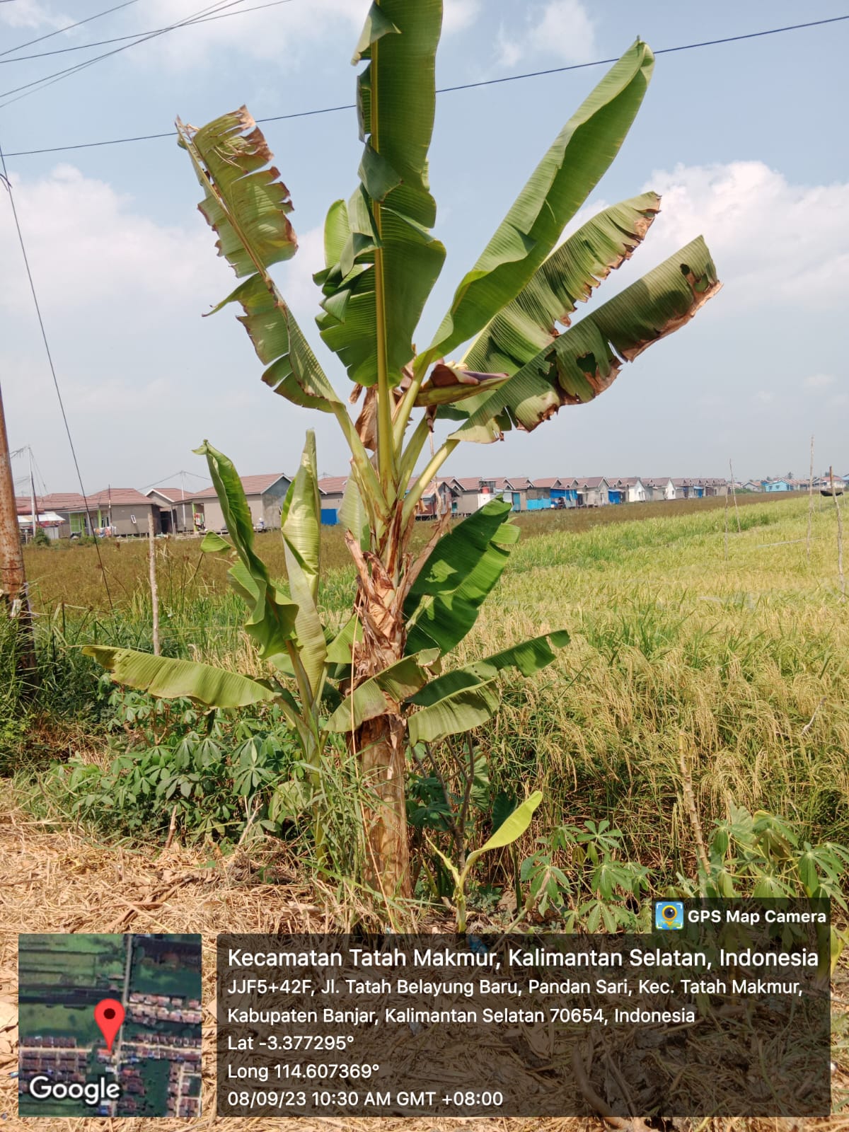 Warga melakukan pemanfaatan lahan basah di sekitar tanaman padi untuk ditanami pohon pisang serta singkong. | Dokumen Pribadi