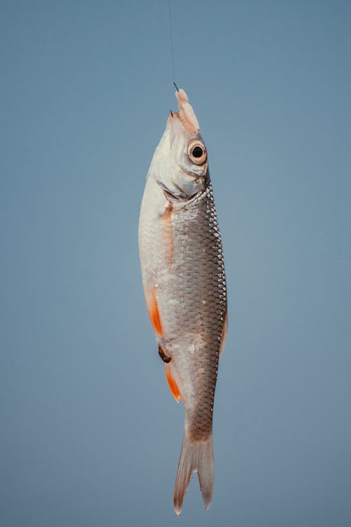 Ilustrasi ikan balanak | pexels/Ion Ceban