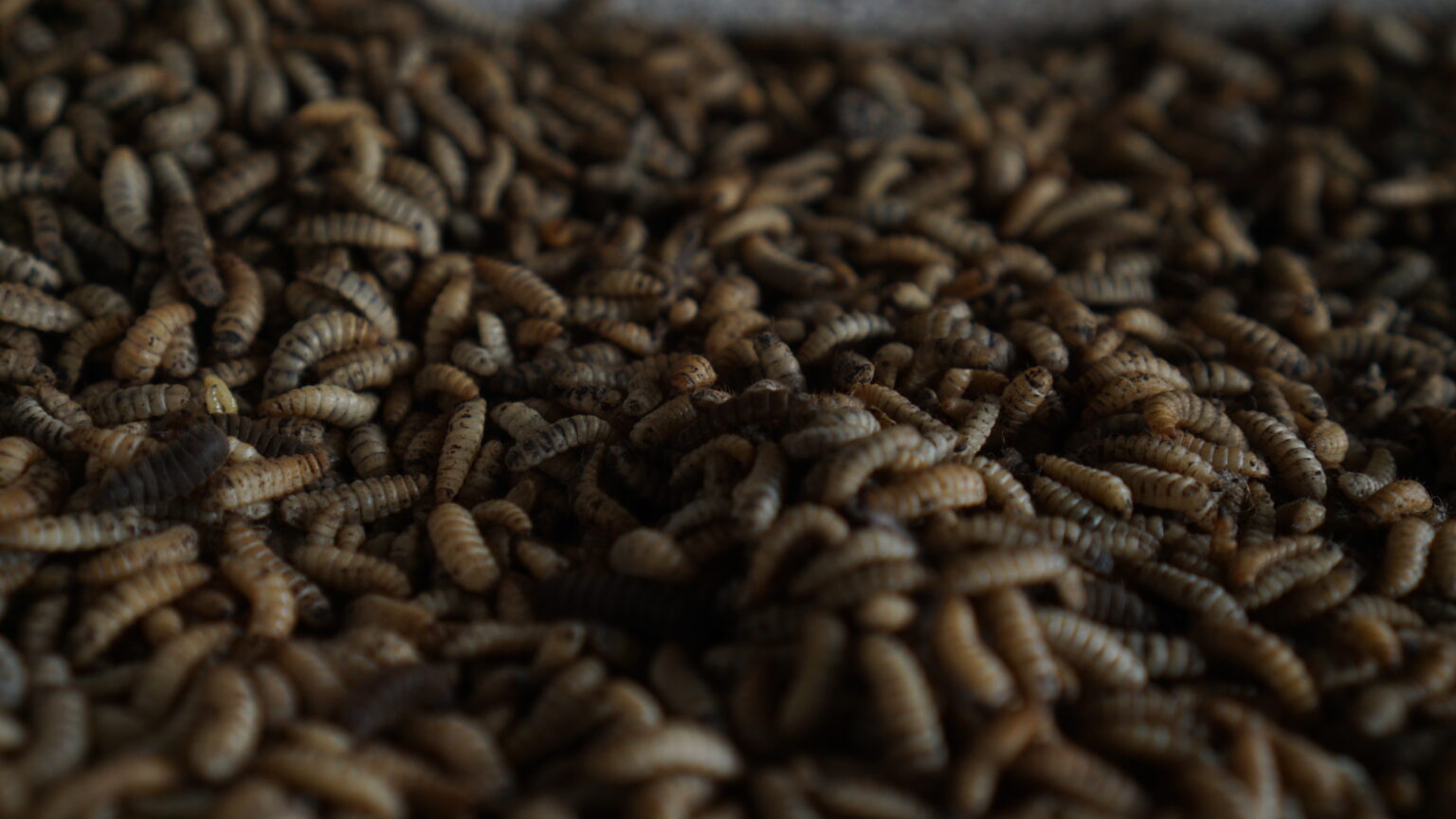 Maggot atau larva lalat BSF. Foto: Dok. Greenprosa