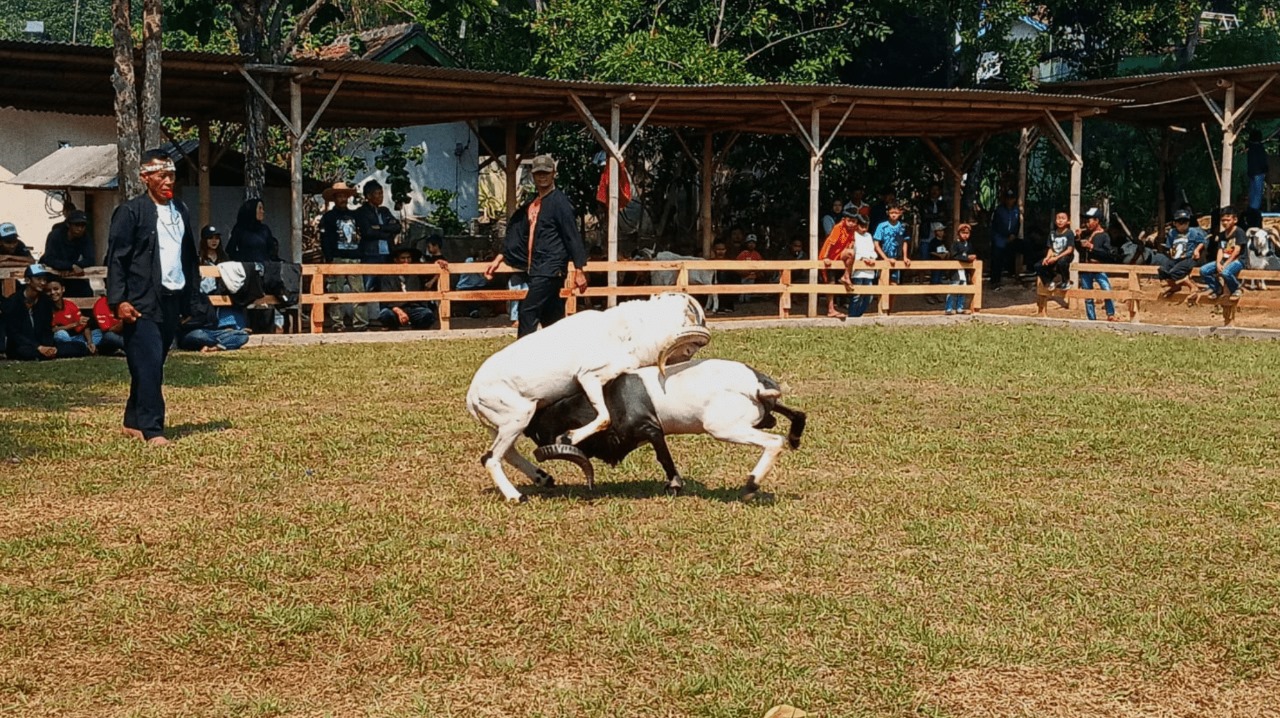 Dua domba sedang diadu ketangkasannya di arena © Dokumentasi Pribadi