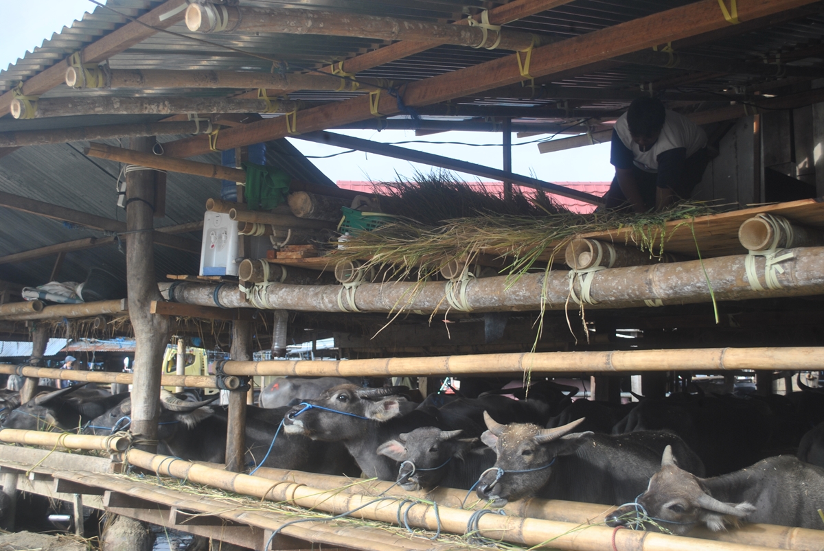 Tedong-tedong di Pasar Bolu Rantepao
