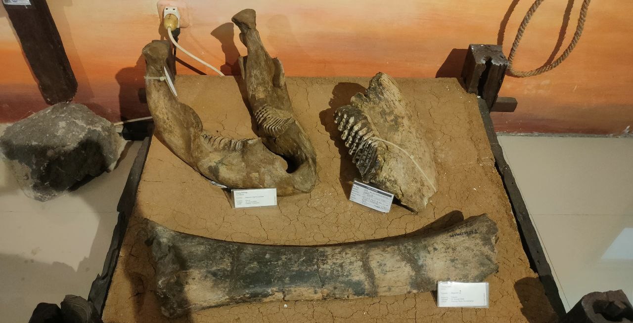 Aneka jenis bagian fosil yang ada di dalam Museum Sangiran © Dokumentasi Pribadi 
