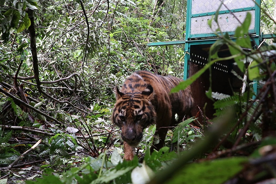 Malelang Jaya, harimau sumatera yang telah dikembalikan ke habitat aslinya di hutan Terangun, Gayo Lues, Aceh, pada 9 November 2020. Foto: Junaidi Hanafiah