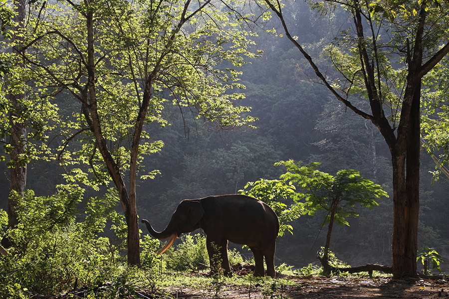 Gajah sumatera yang pernah menjadi bagian penting kehidupan manusia. Foto: Junaidi Hanafiah/Mongabay Indonesia