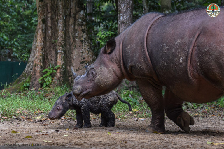 Badak Rosa dan anaknya yang lahir Kamis, 24 Maret 2022, di Suaka Rhino Sumatera [Sumatran Rhino Sanctuary, SRS] Taman Nasional Way Kambas, Lampung. Foto: Biro Humas KLHK