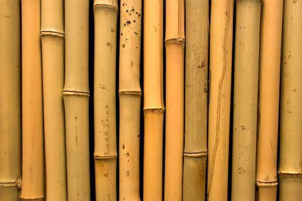 Pemilihan Bambu Sebagai Salah Satu Prosedur Pembuatan Angklung