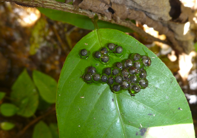  Telur Limnonectes phyllofolia di atas daun. (Sean Reilly)